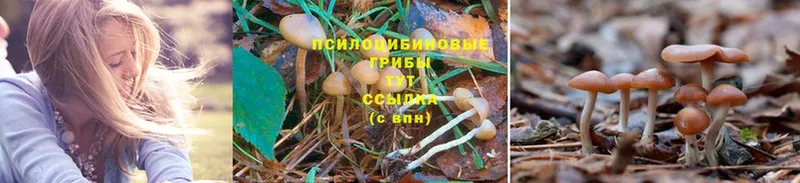 купить  цена  Терек  Псилоцибиновые грибы MAGIC MUSHROOMS 